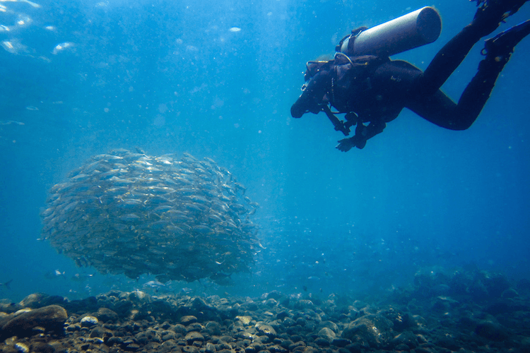 Diving in Bali with Giant Fishes!
