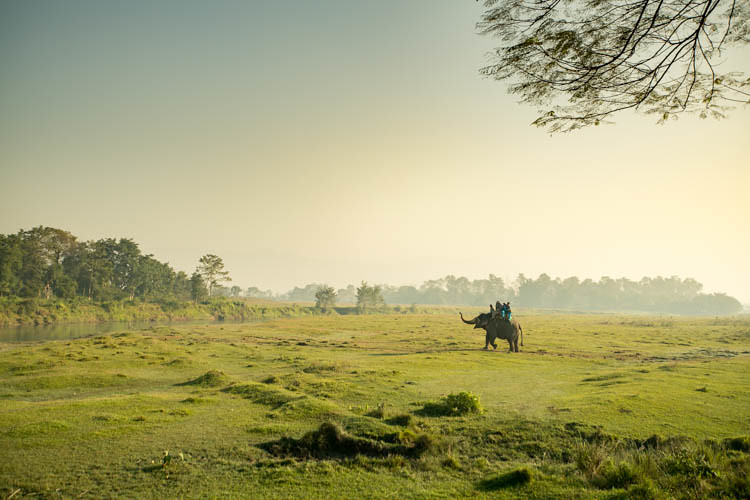 an elephant on a vast green field