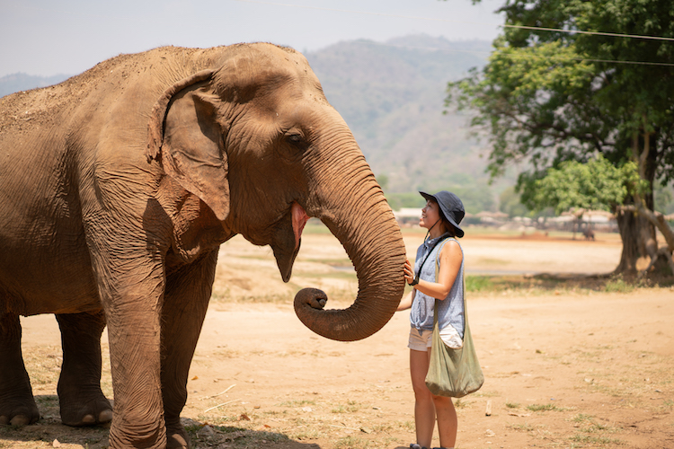 Elephant Nature Park Chiang Mai – Which Tour Should You Pick